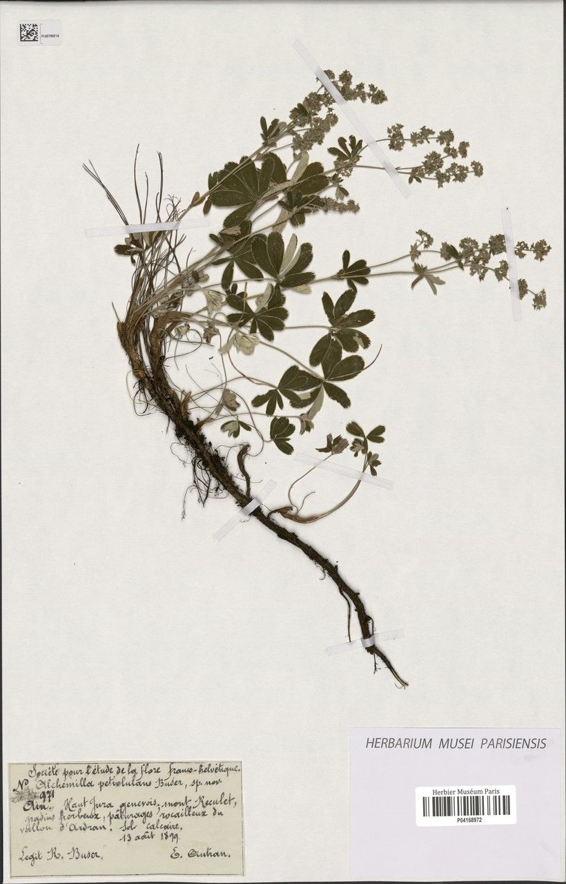 Alchemilla petiolulans leaf