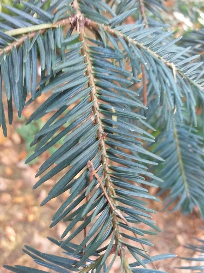 Abies durangensis leaf