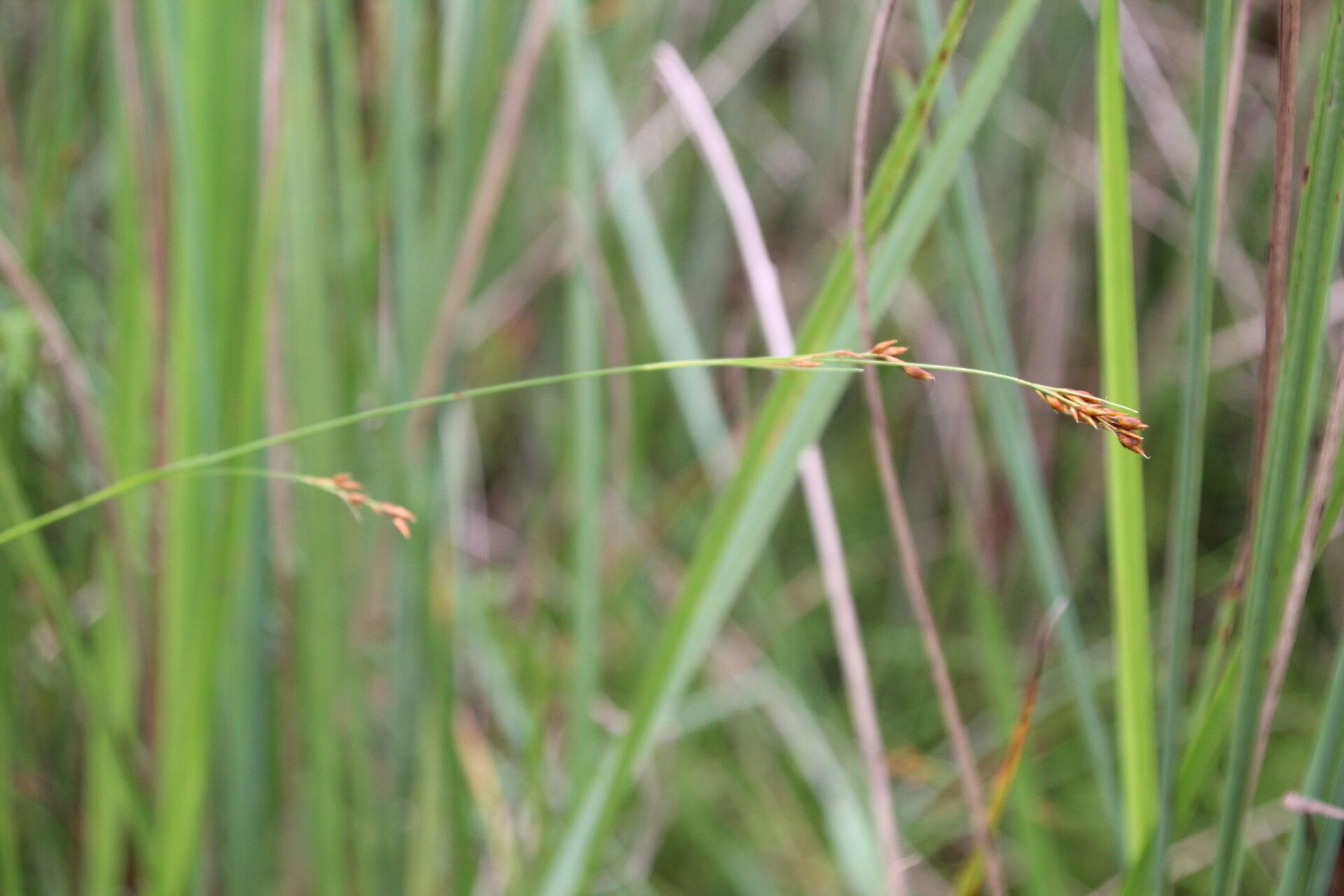 Rhynchospora angolensis flower