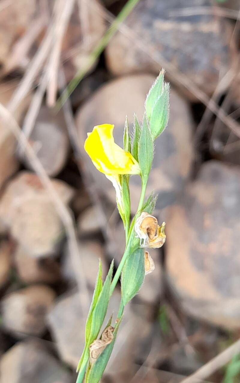 Zornia trachycarpa — houseplant care guide