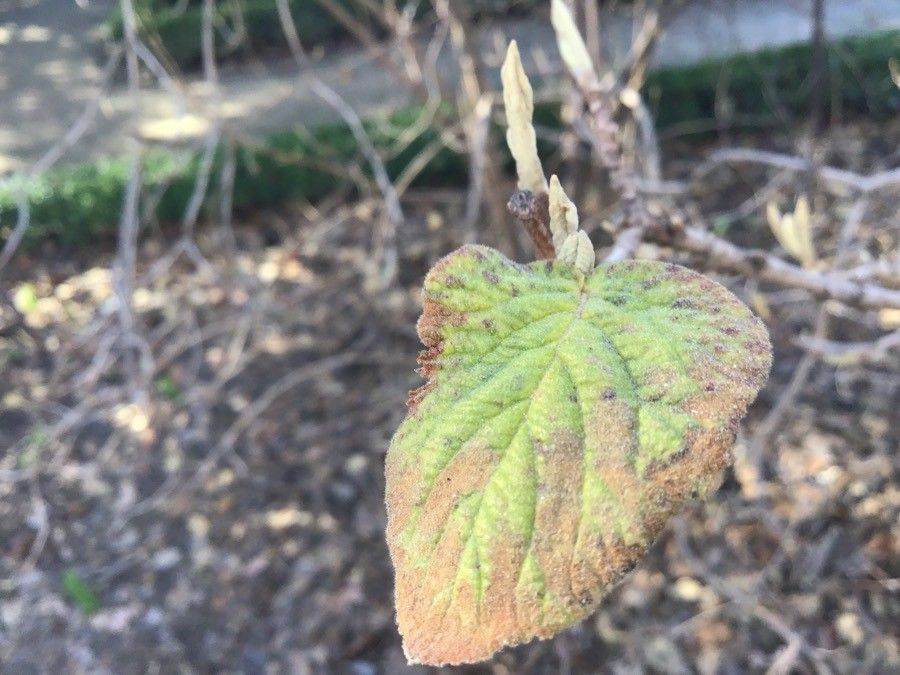 Viburnum lantanoides — search result for 'Viburnum'