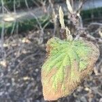 Viburnum lantanoides