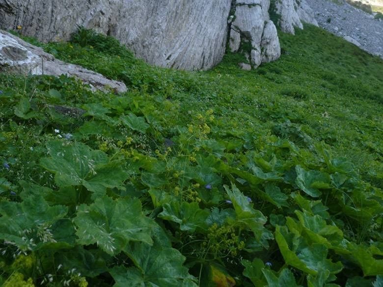 Alchemilla straminea habit