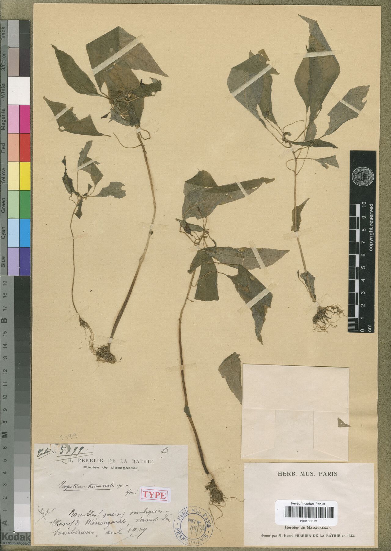 Impatiens tricarinata — houseplant care guide