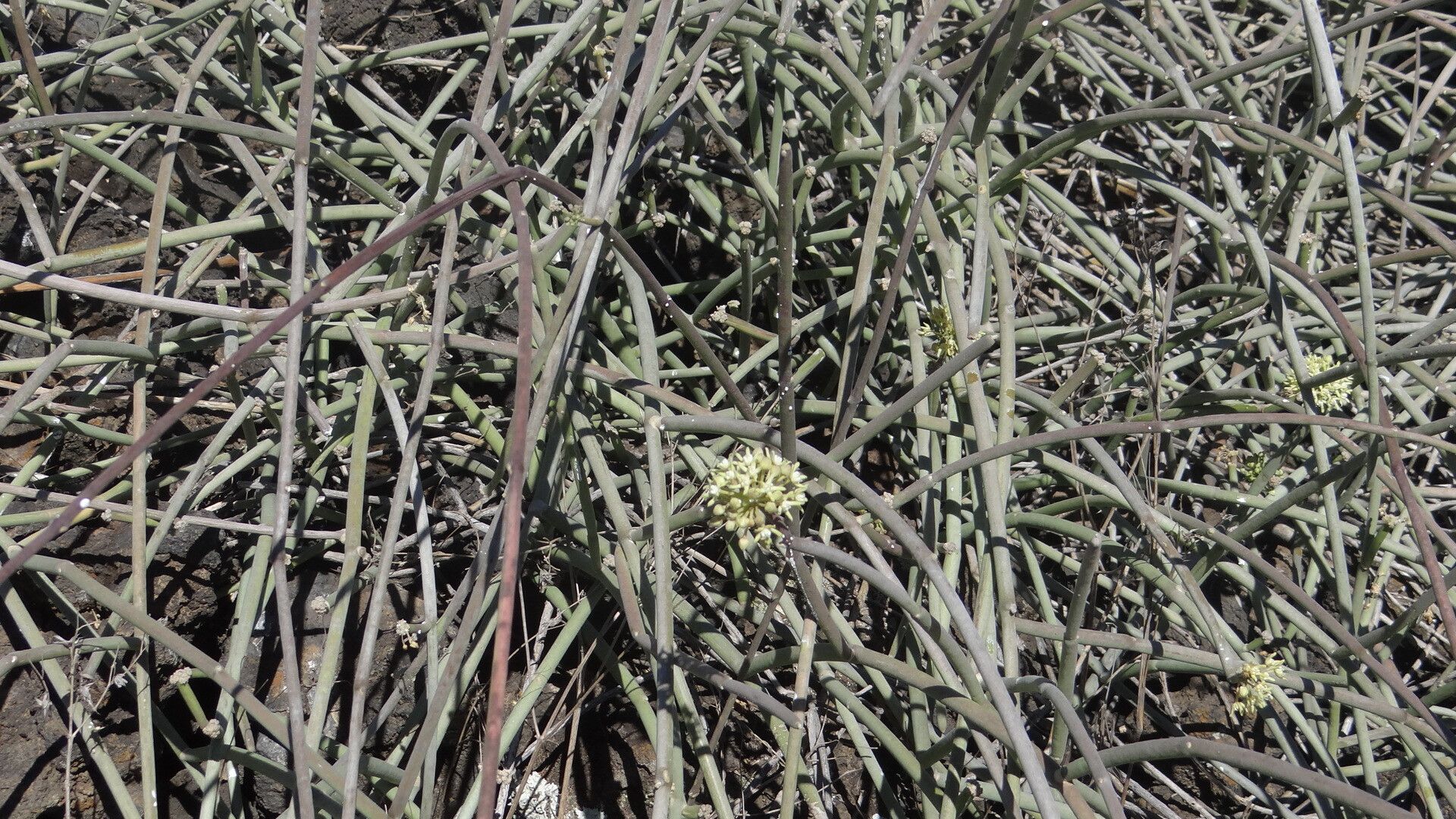 Cynanchum daltonii bark