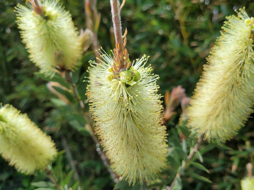 Callistemon pallidus flower