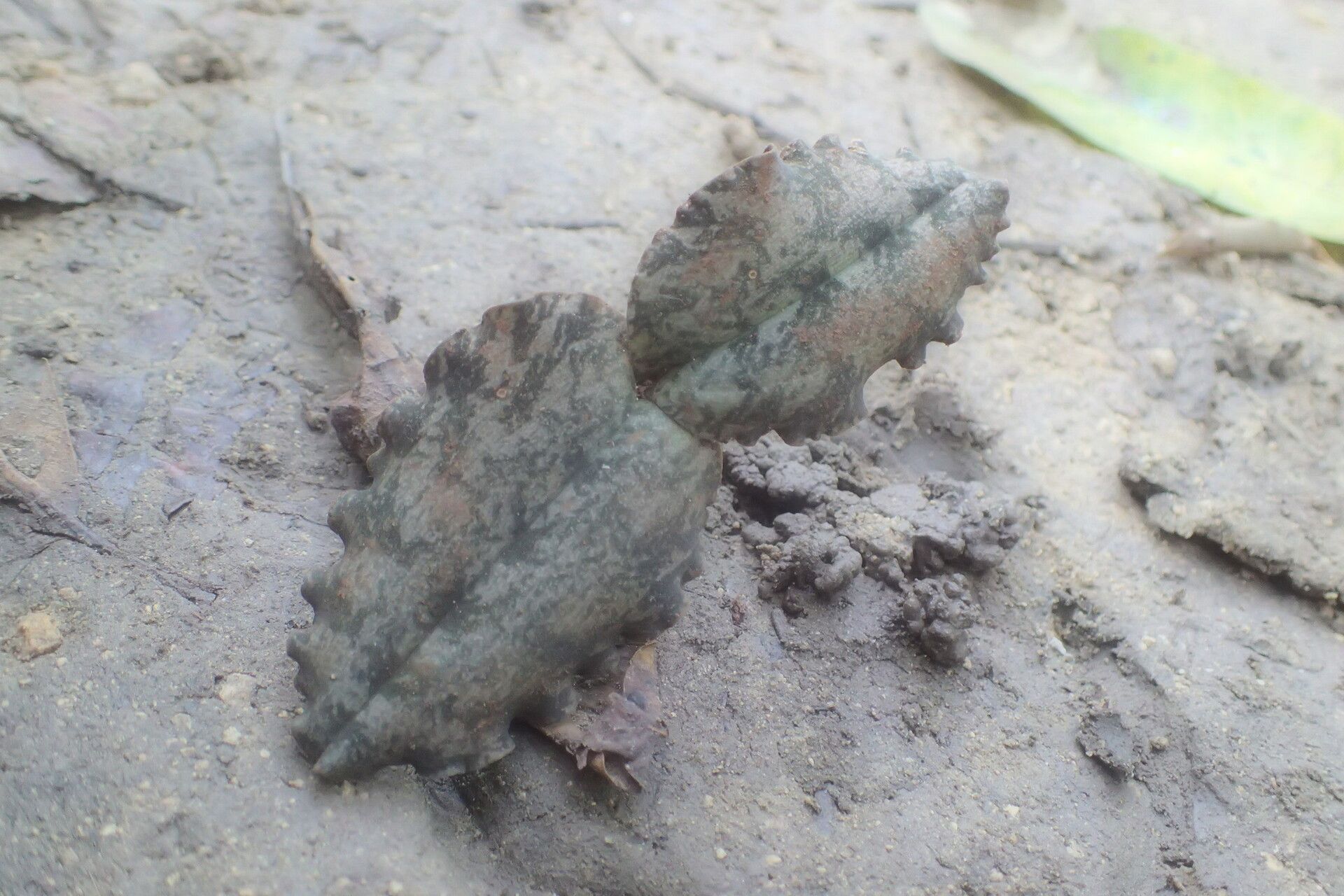Eulophia roseovariegata leaf