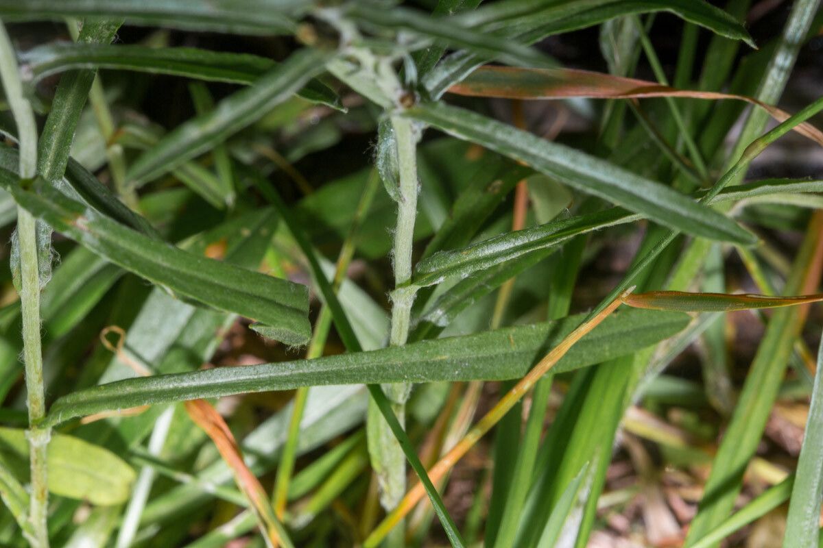 Gnaphalium sylvaticum leaf