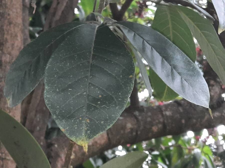 Casimiroa sapota — related species from the same genus