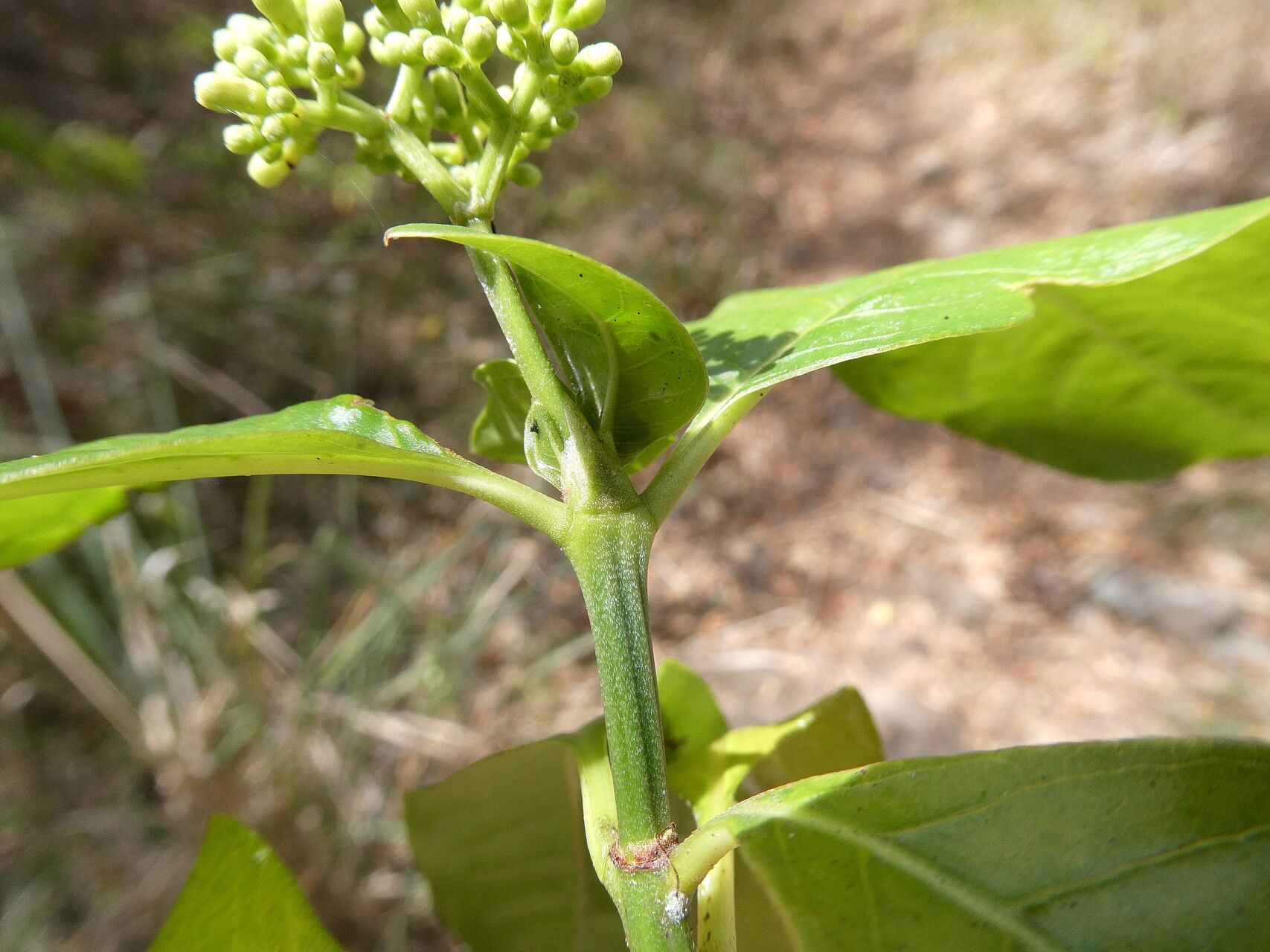 Palicourea pedunculosa leaf