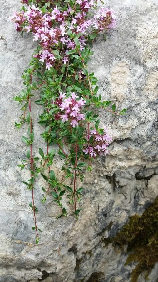 Thymus alpestris