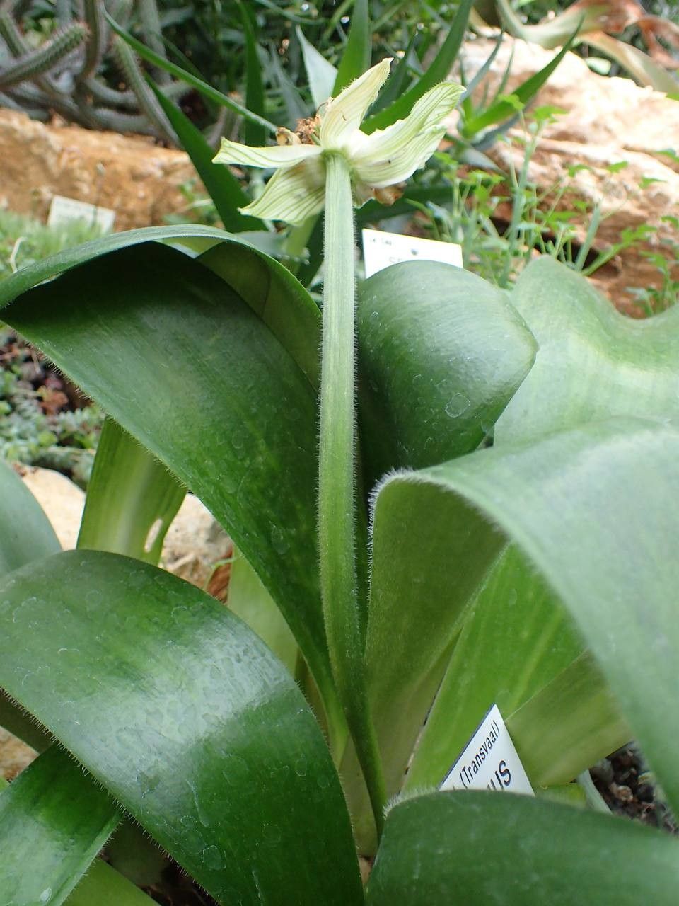 Haemanthus pauculifolius habit