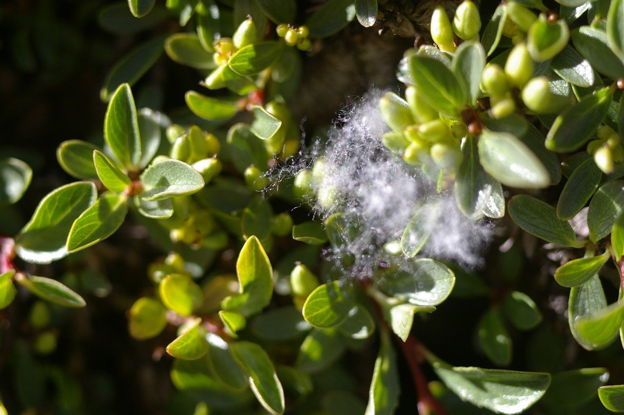Salix serpyllifolia fruit