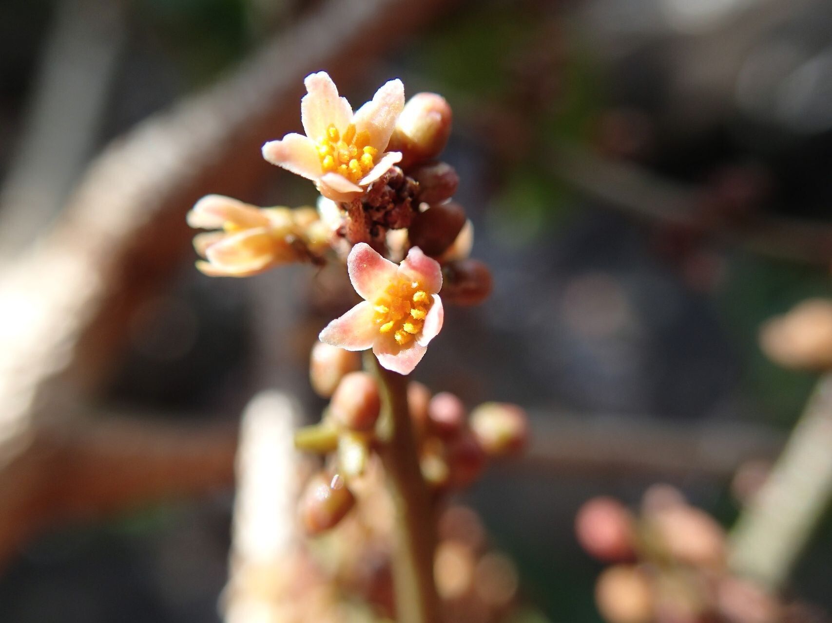 Euroschinus jaffrei flower