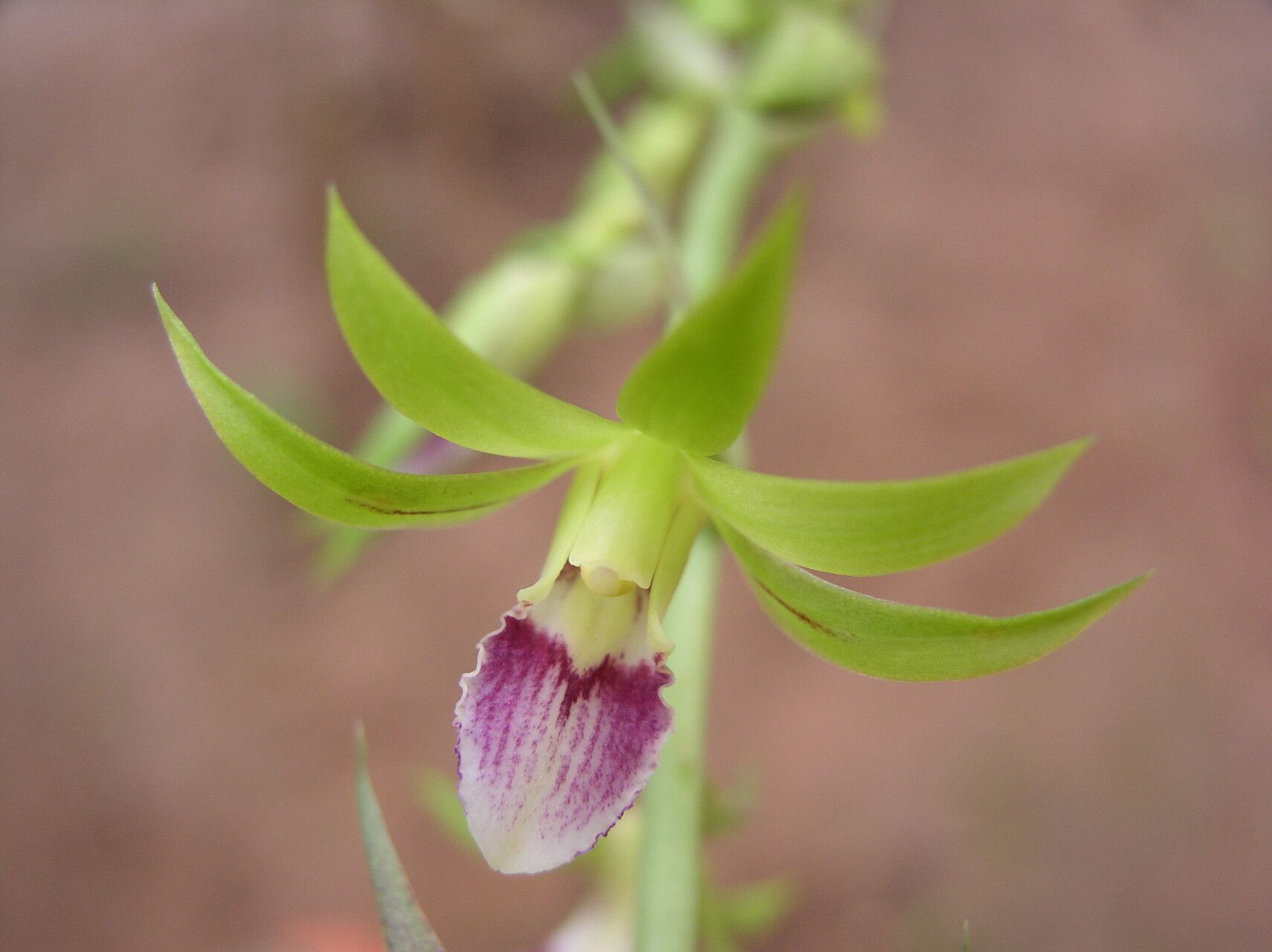 Eulophia euglossa flower
