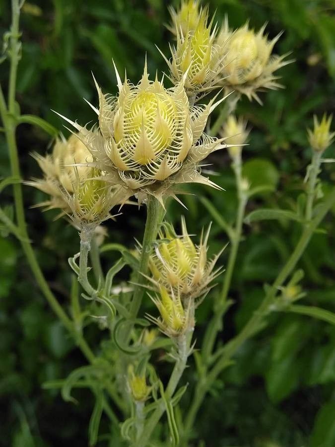 Centaurea chrysolepis other