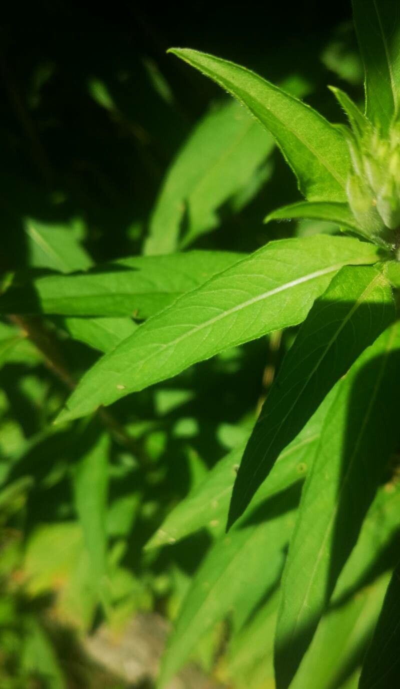 Oenothera rubricaulis leaf