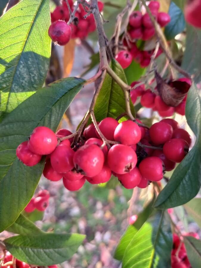 Cotoneaster salicifolius fruit