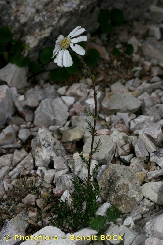 Achillea oxyloba habit