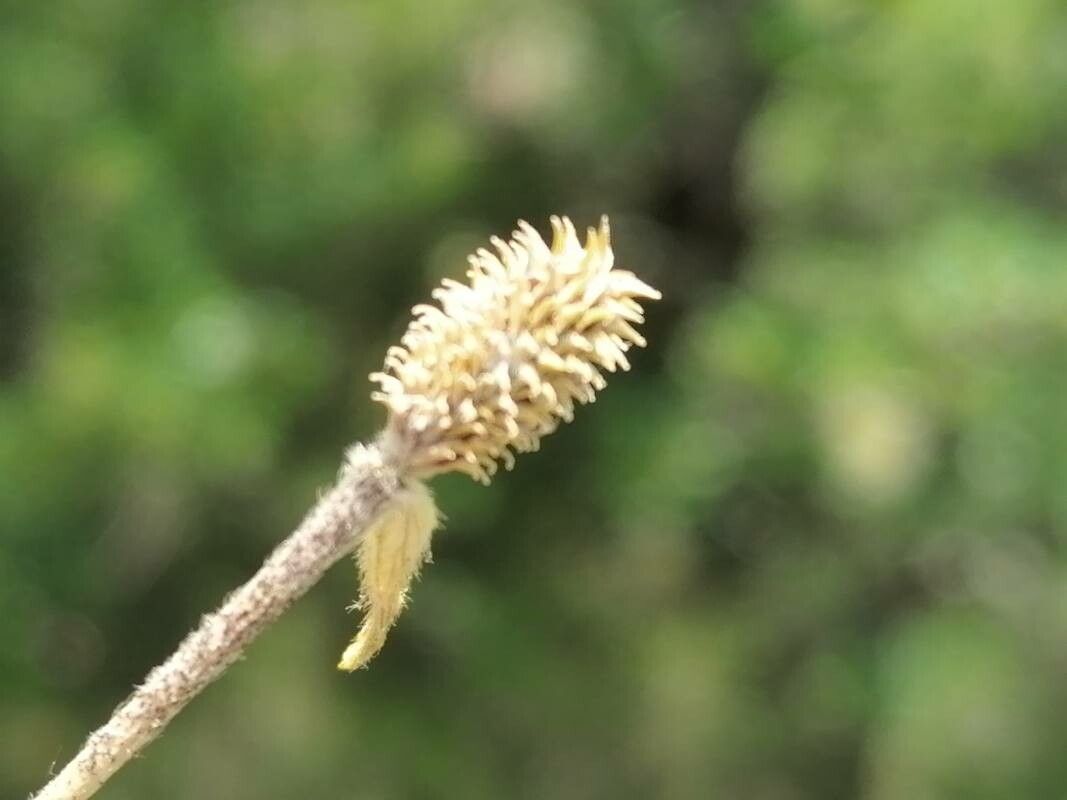 Ranunculus paludosus fruit