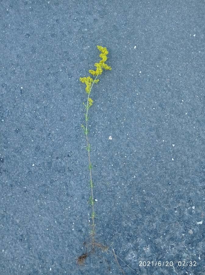 Galium × pomeranicum habit