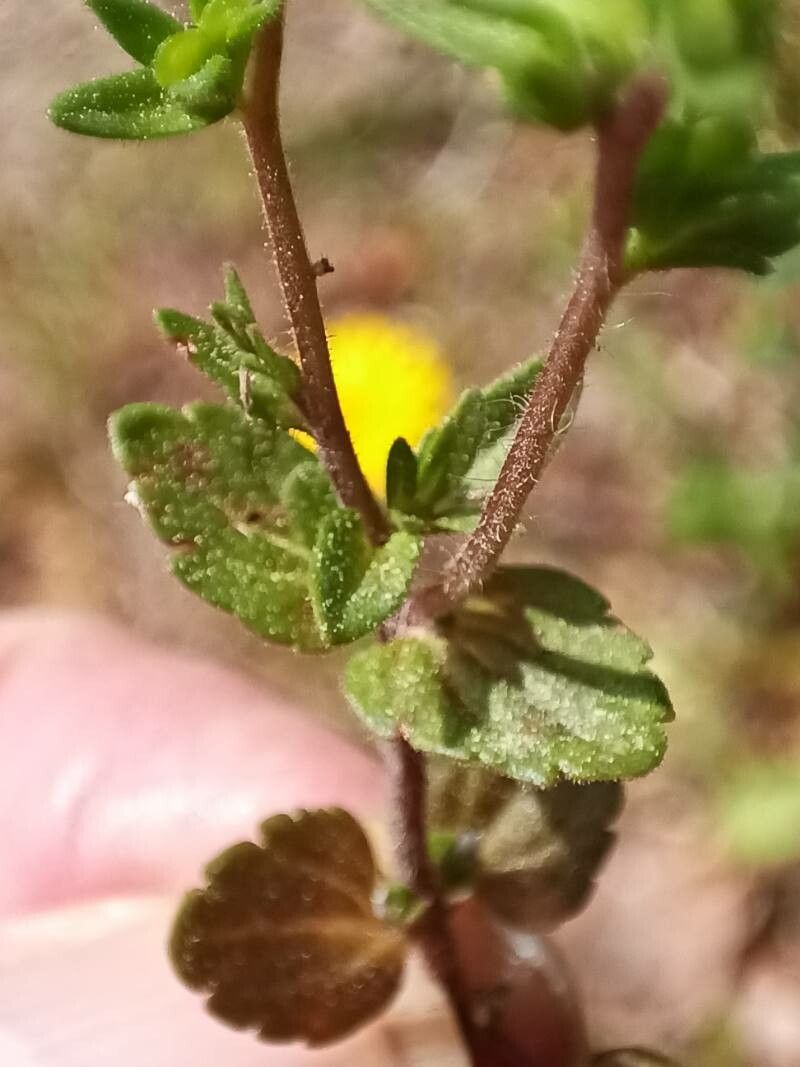 Veronica verna leaf