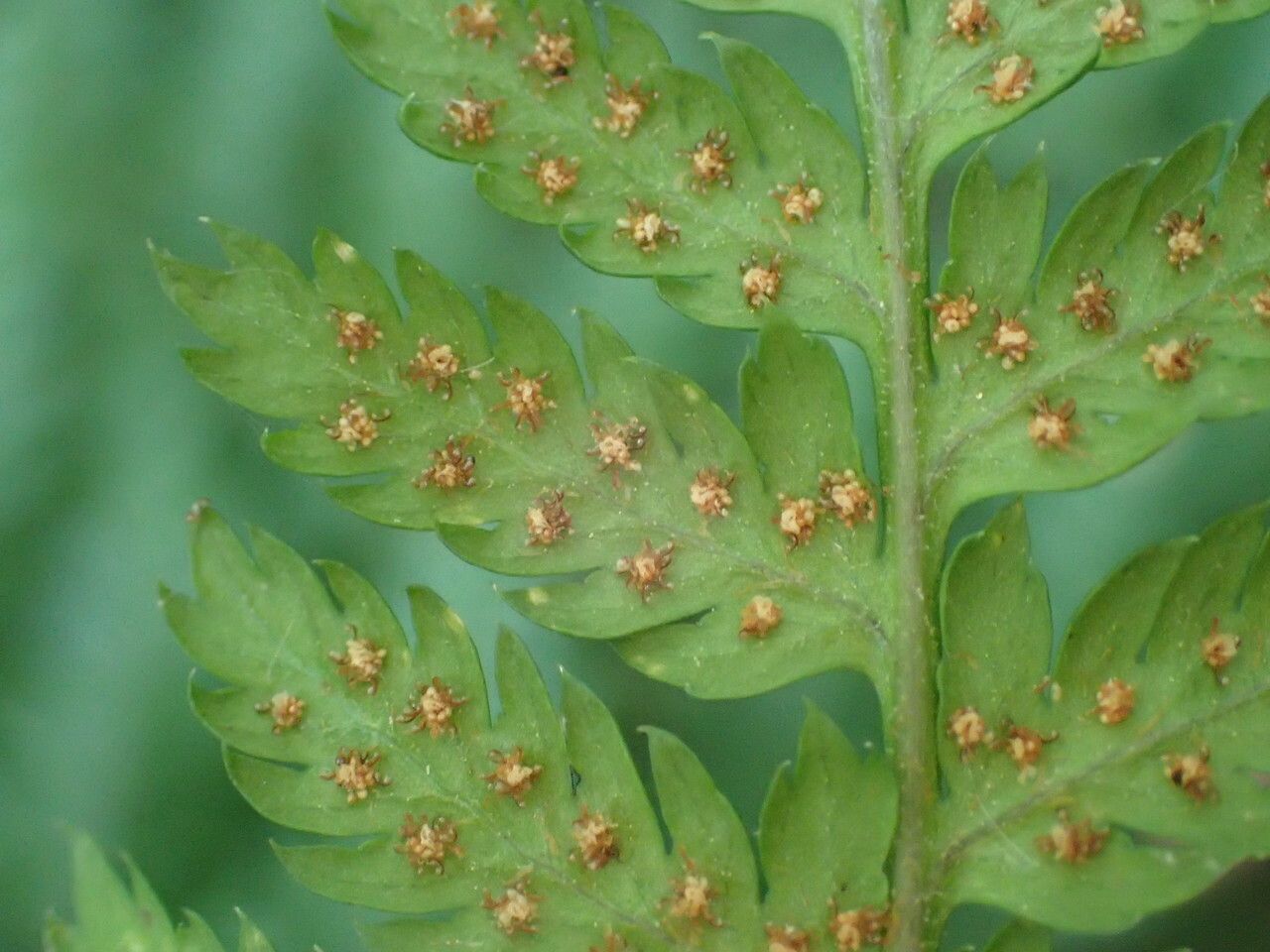 Dryopteris dilatata fruit