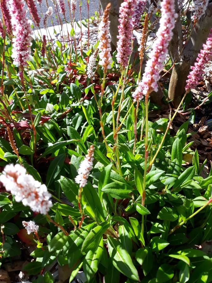 Polygonum affine — search result for 'Nepal'