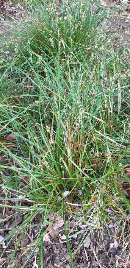 Carex oedipostyla — houseplant care guide