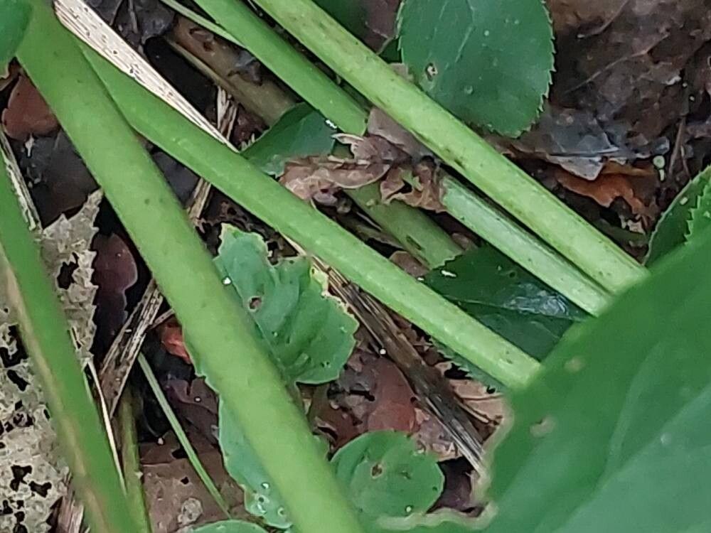 Rhododendron × lochmium bark