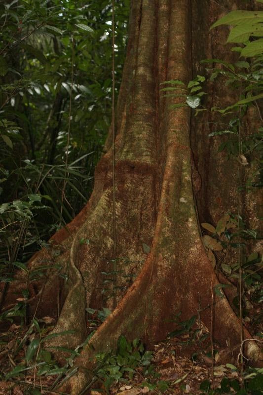 Tachigali paraensis bark