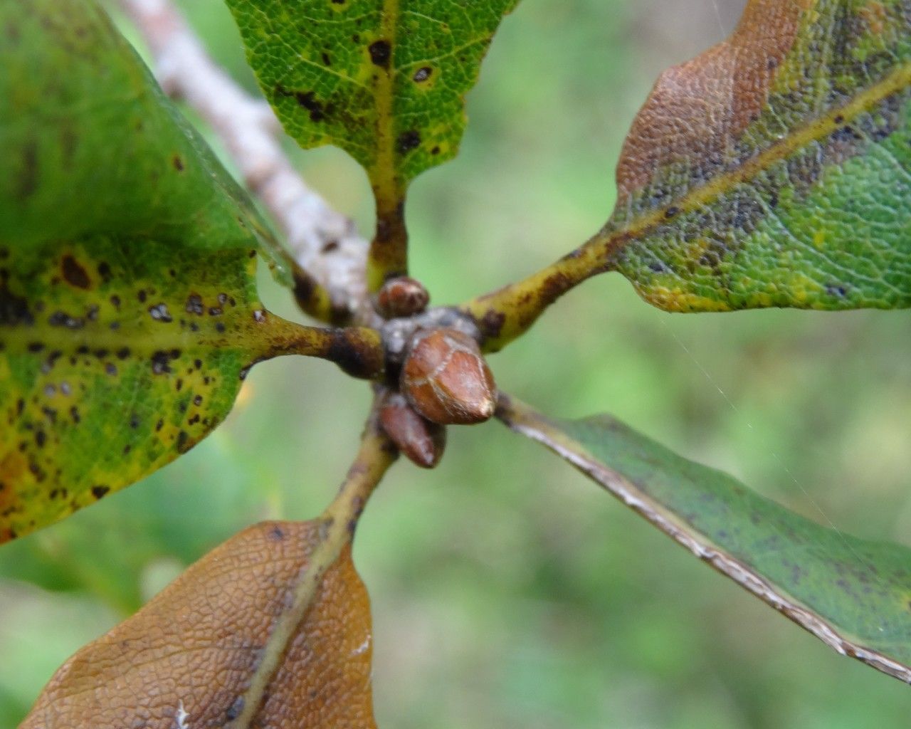 Quercus pacifica bark