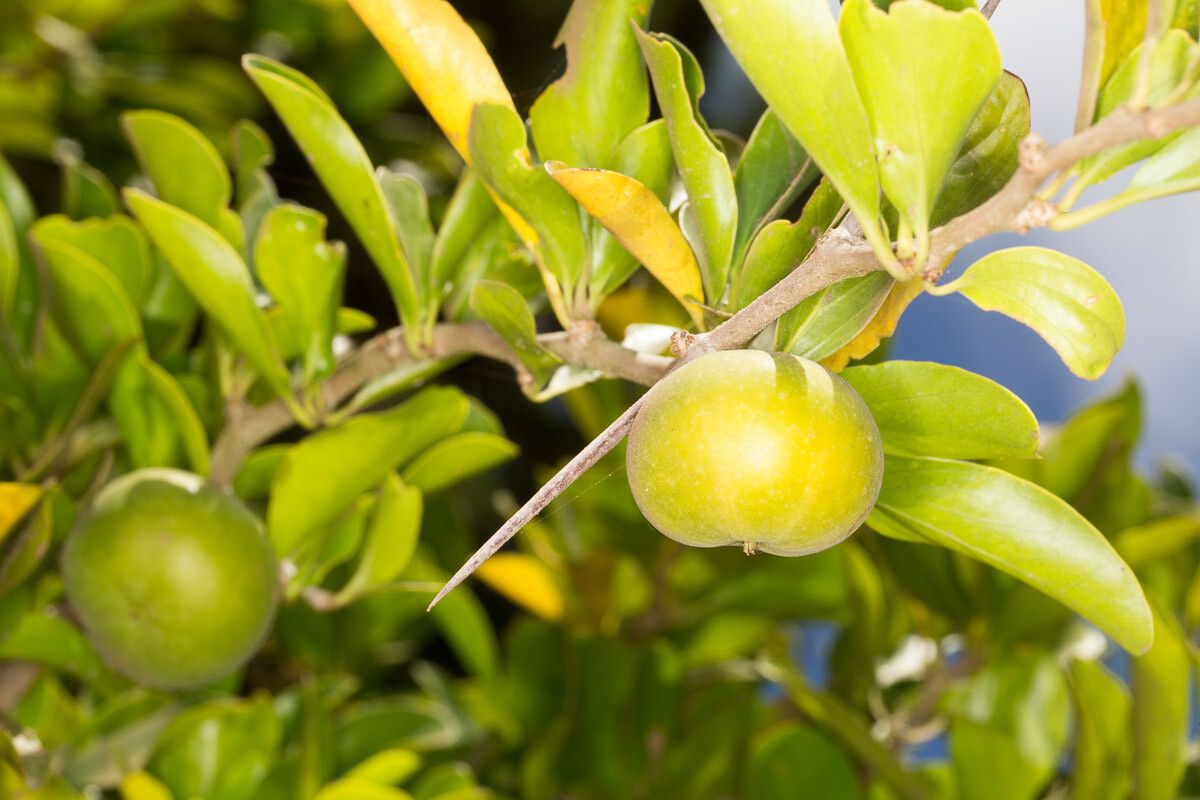 Dovyalis caffra fruit