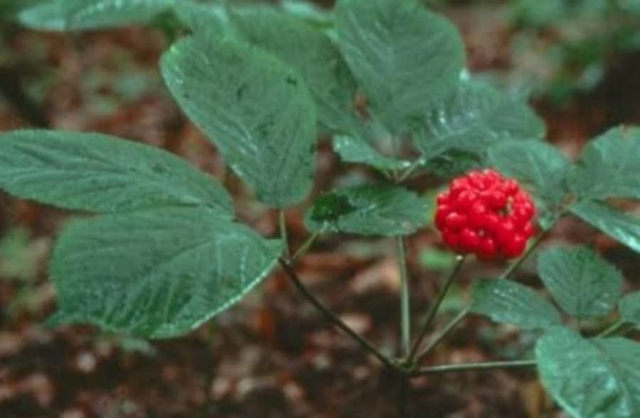 Panax ginseng fruit