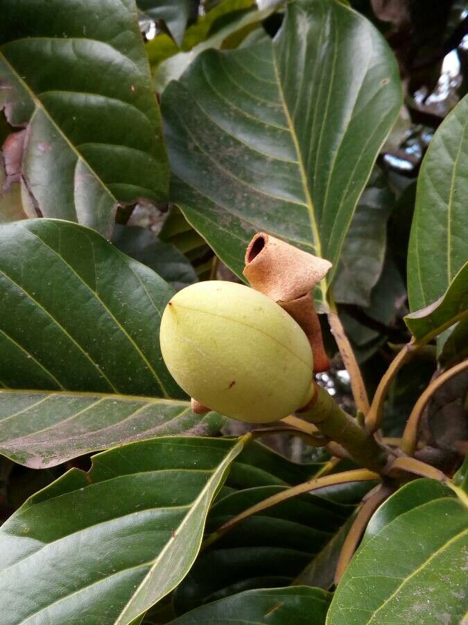 Magnolia hernandezii fruit