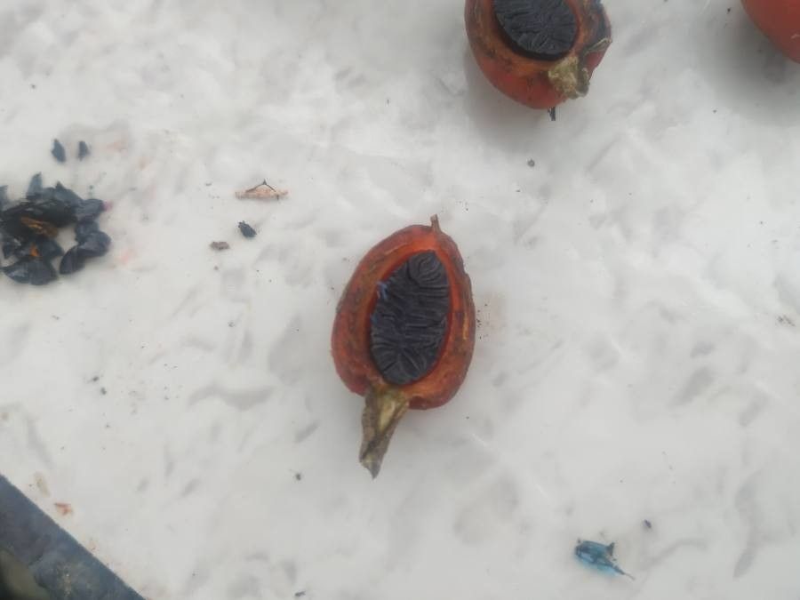 Kibaropsis caledonica fruit