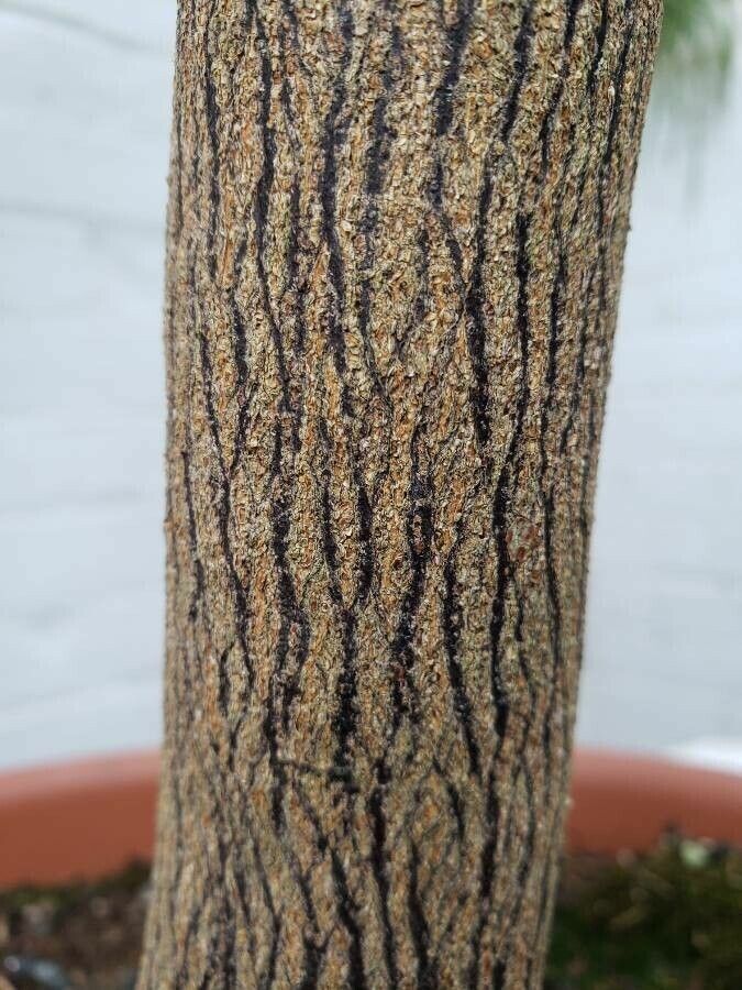 Citrus mitis bark