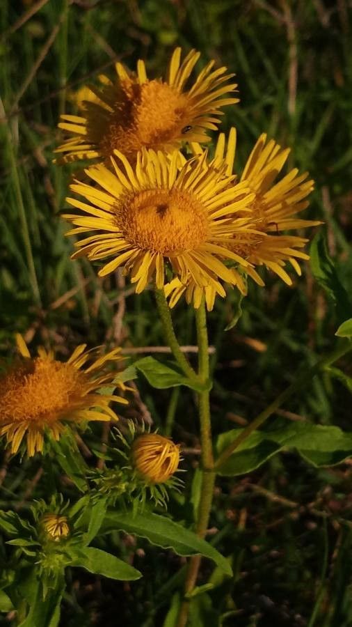 Inula britannica flower