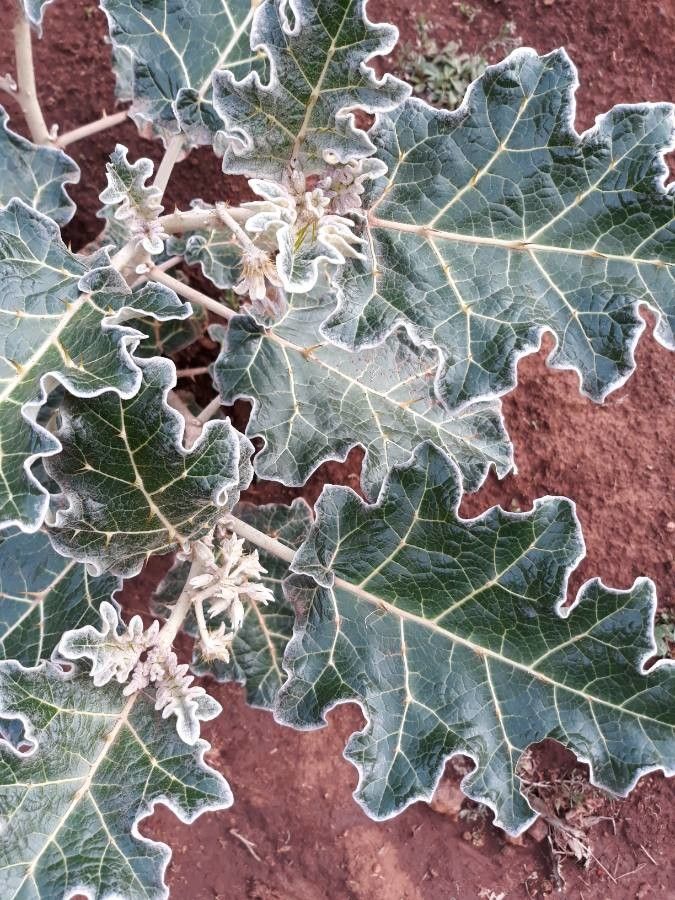 Solanum marginatum leaf