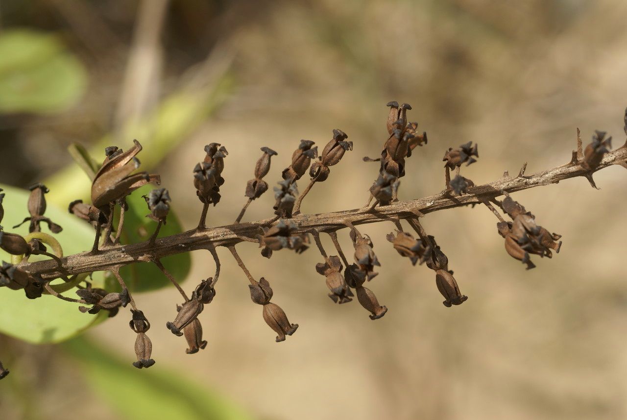 Nepenthes gracilis flower