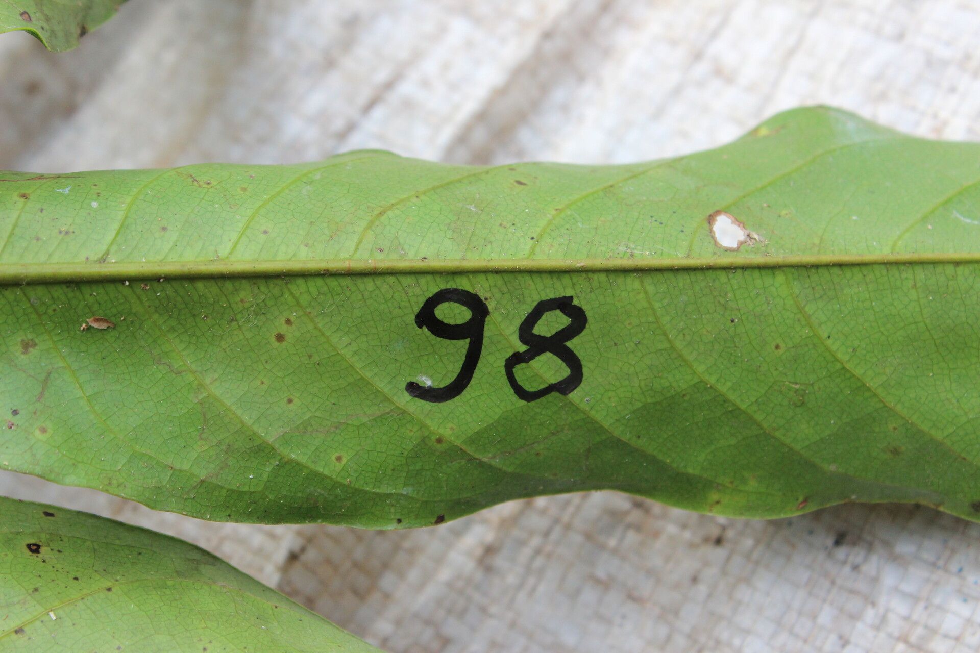 Duguetia barteri leaf