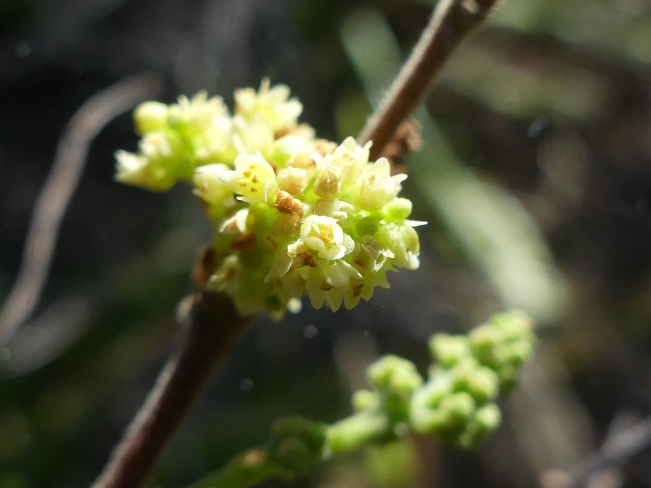 Searsia longipes flower