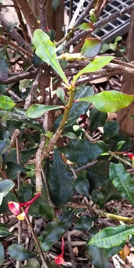 Euphorbia geroldii leaf
