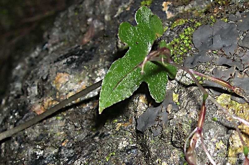 Acianthus tenellus habit