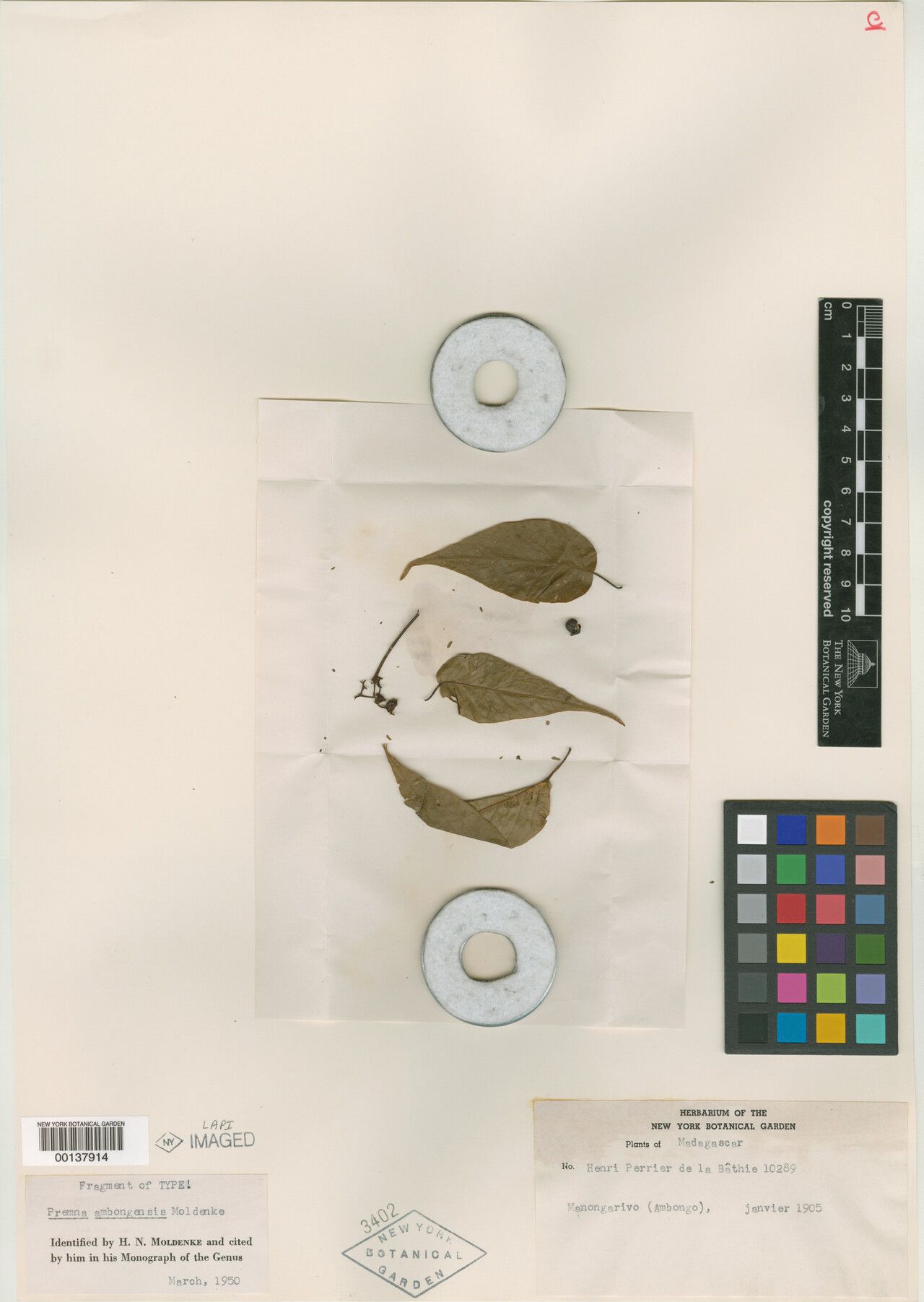 Premna ambongensis — related species from the same genus