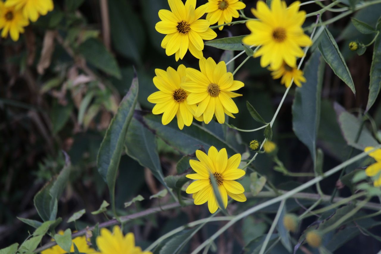 Helianthus strumosus flower