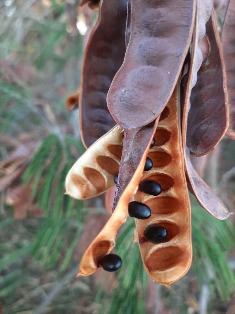 Paraserianthes lophantha fruit