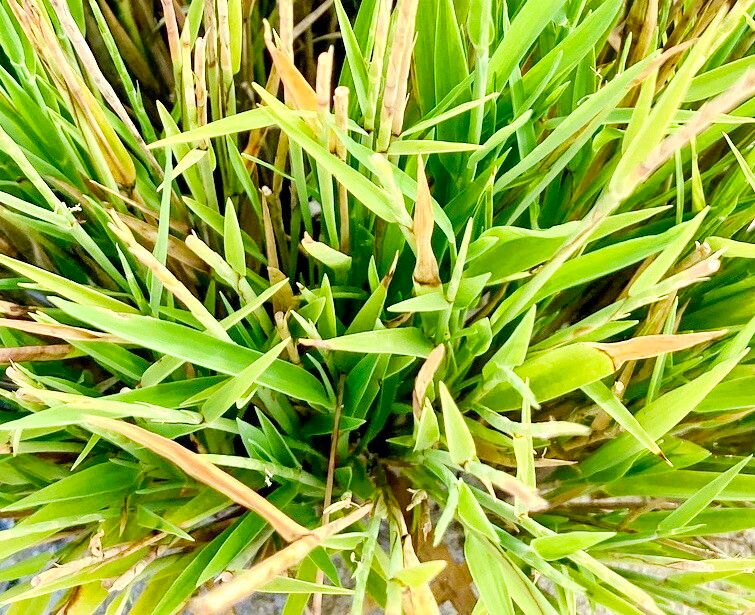 Lepturus repens — houseplant care guide