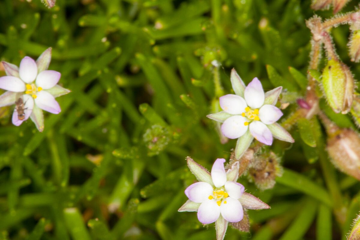 Spergularia macrorrhiza flower