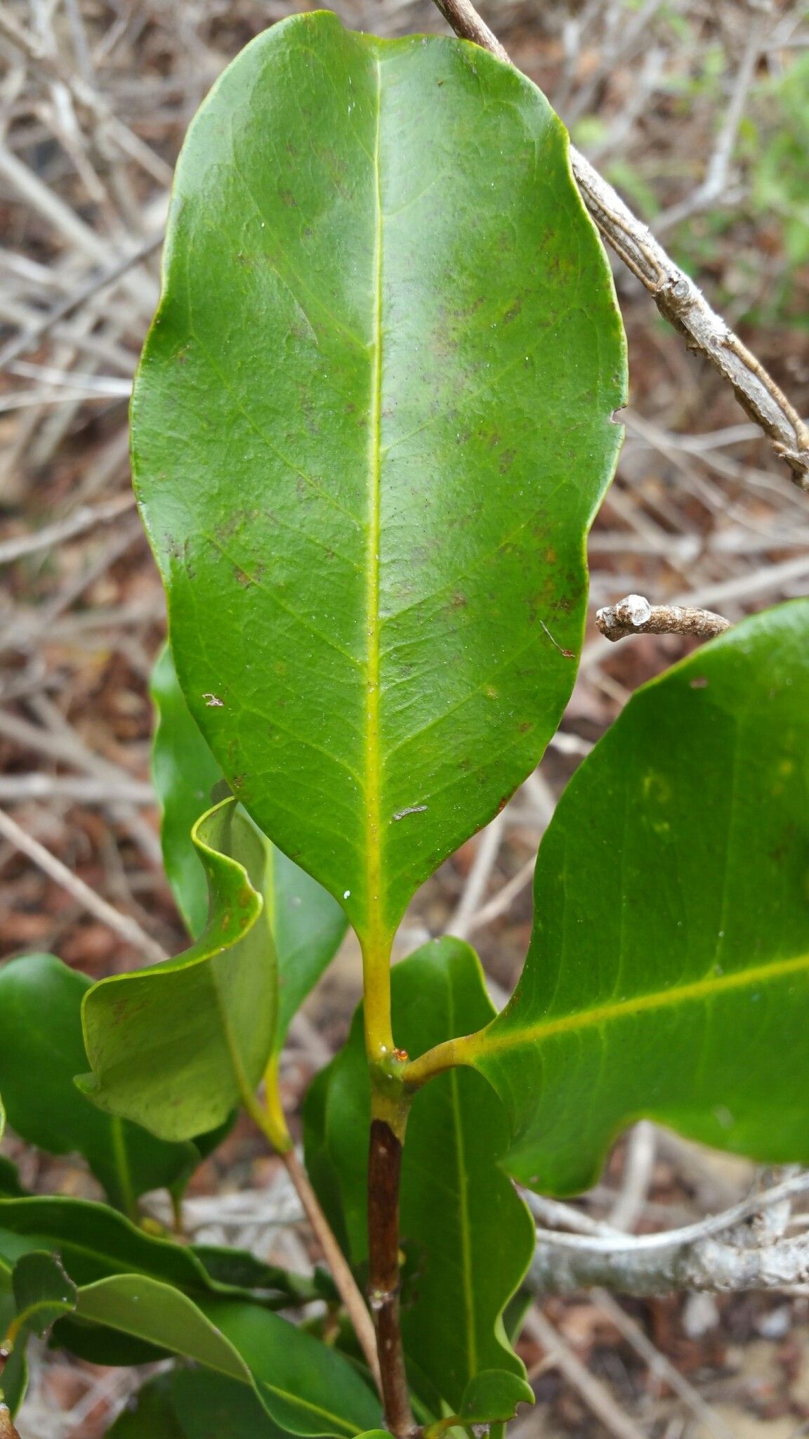 Coffea ankaranensis — houseplant care guide